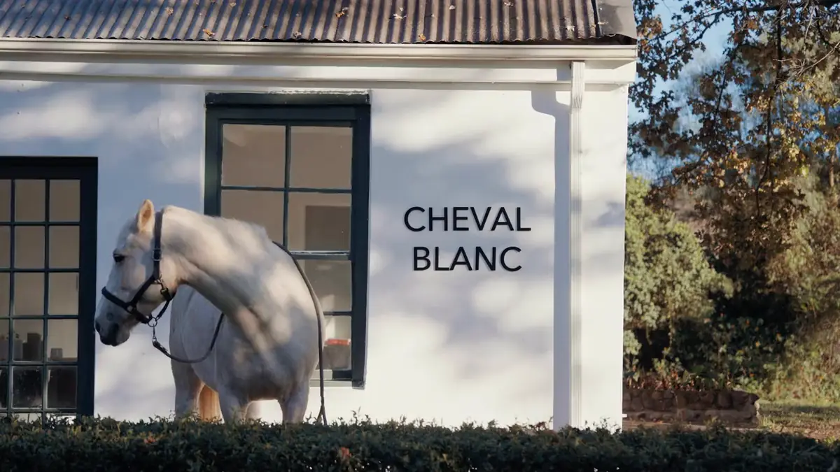 A grey horse standing against the white wall of the Cheval Blanc cottage at Banhoek Stud