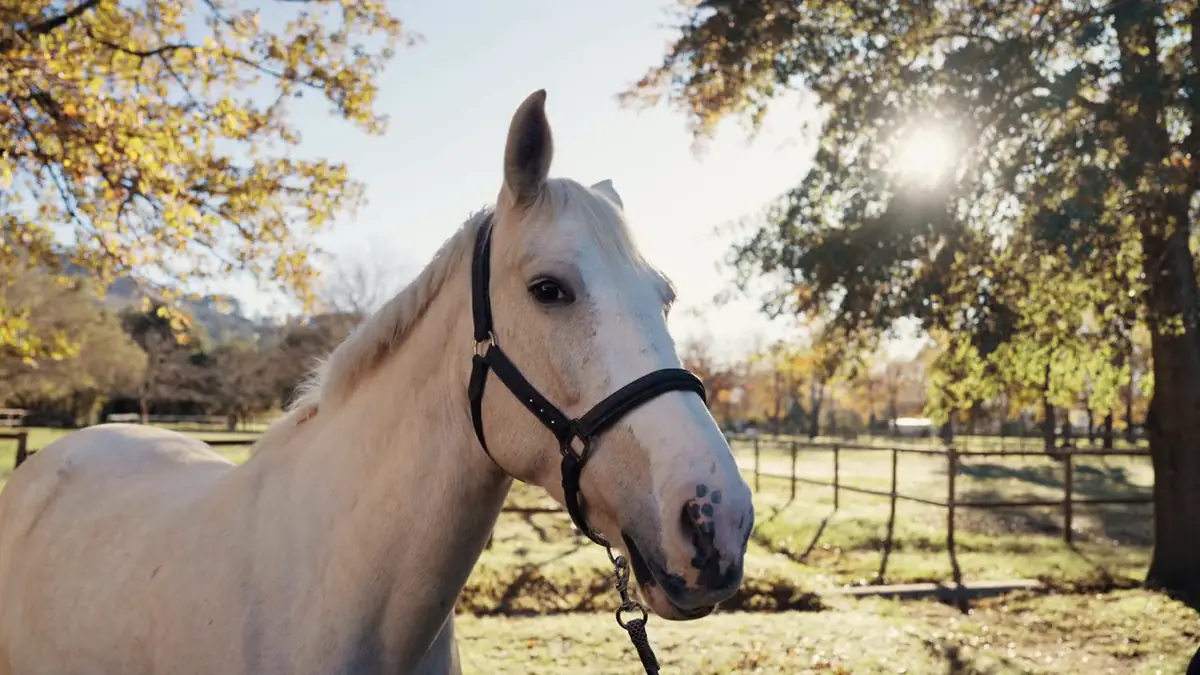 A palomino mare in a headcollar, backlit by winter sun, with the paddocks behind her