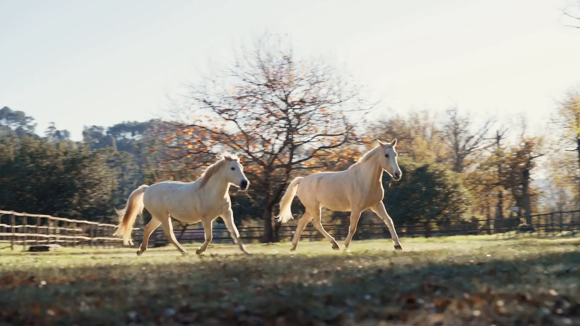 Two palomino horses trotting loose across an autumn paddock at Banhoek Stud