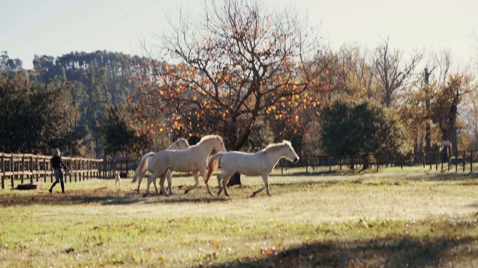 Horses walked out to the paddocks at Banhoek Stud in low winter light, oaks and mountains behind