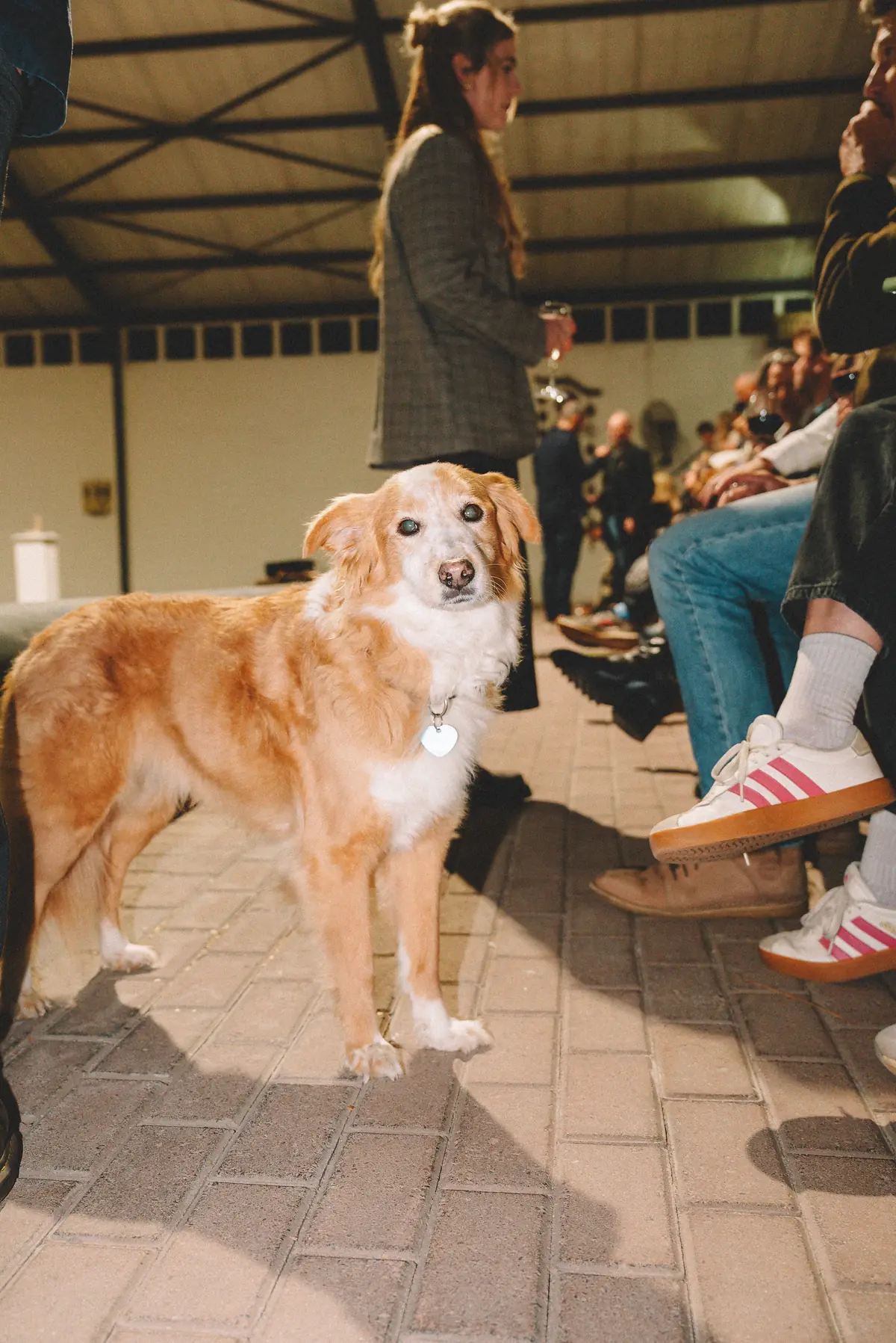 One of the farm dogs standing among the seated audience at the film premiere at Banhoek Stud