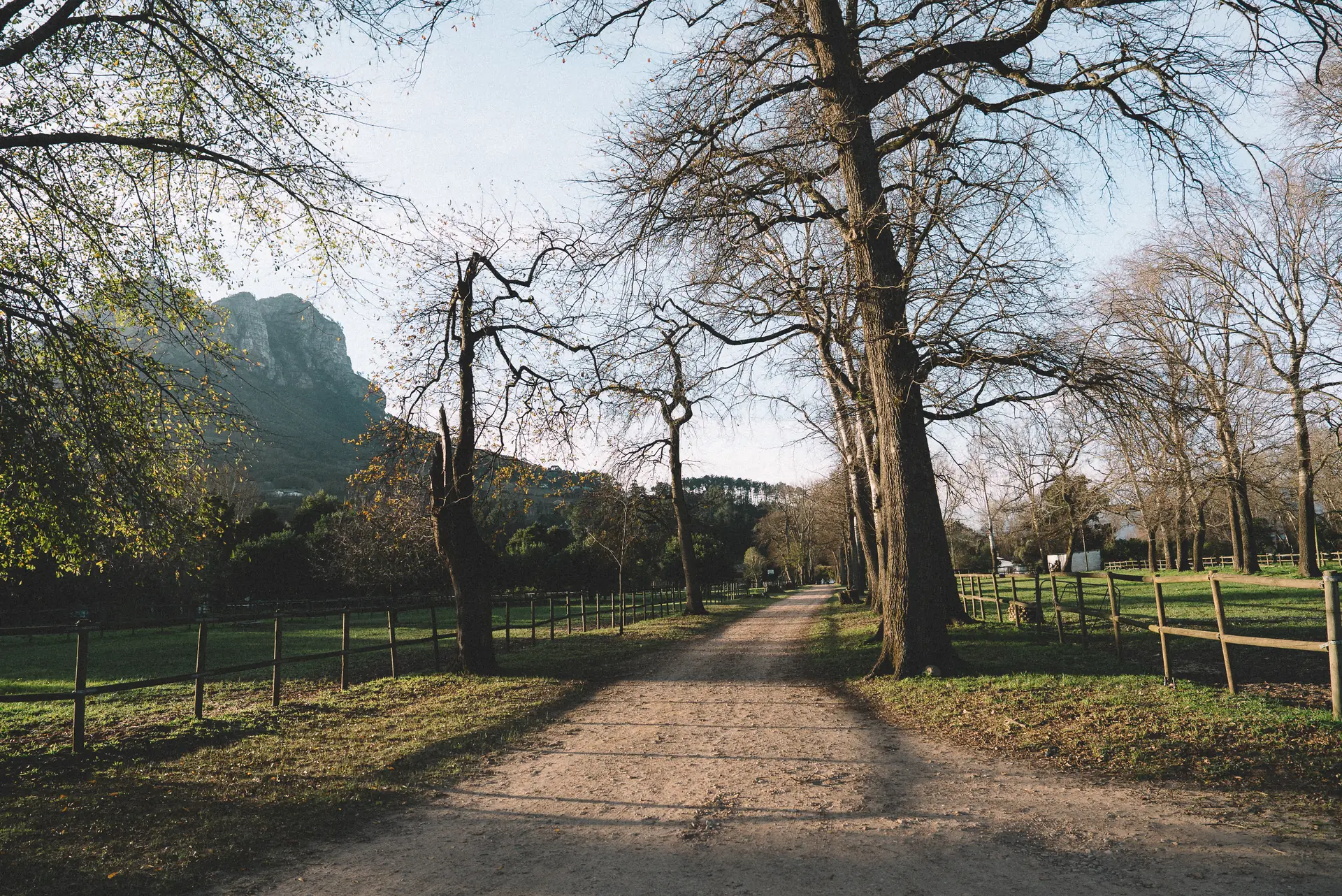 The oak-lined farm lane at Banhoek Stud in late afternoon light, paddock rails either side and the mountain beyond