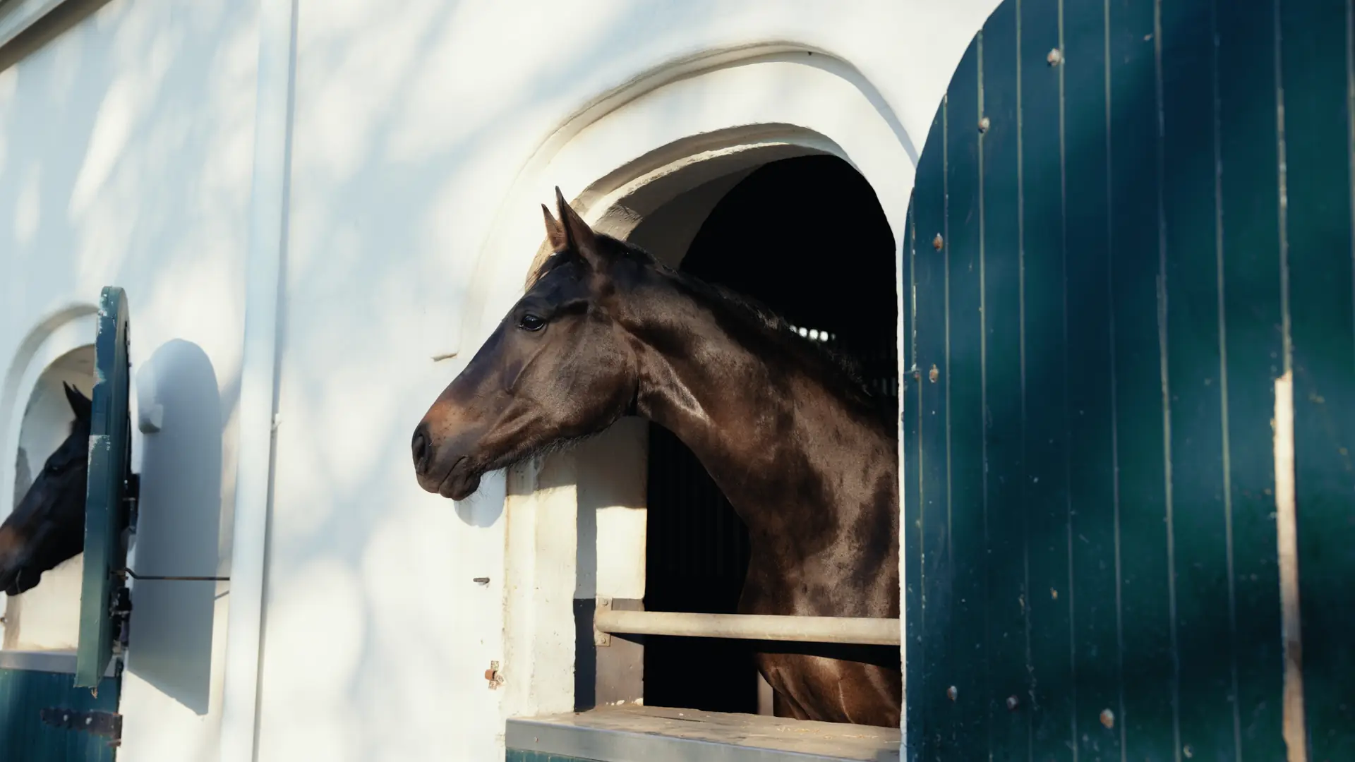 A horse looking out over its stable door at Banhoek Stud, white walls and deep green doors