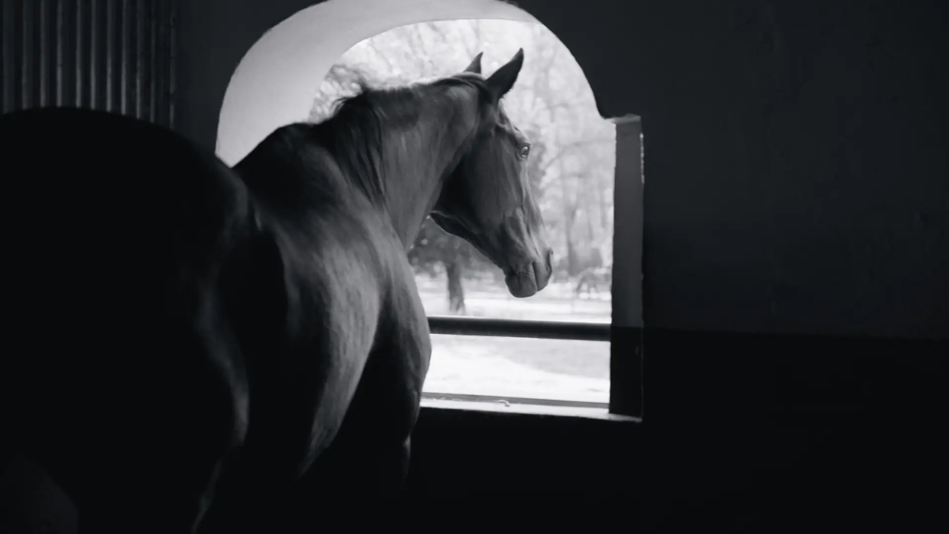 A horse at the arched window of its stable at Banhoek Stud, in black and white